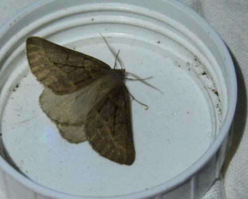 Chemerina caliginearia